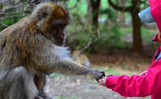 teilen zwischen Kind und affe