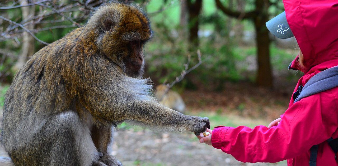 teilen zwischen Kind und affe