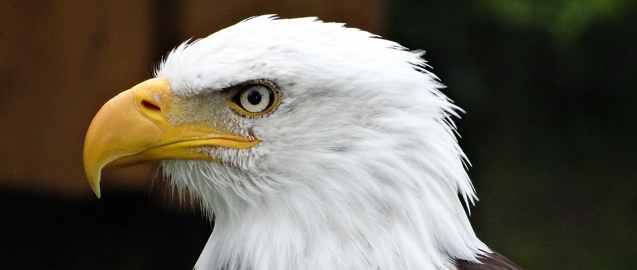 American Eagle Sydney Sweeney