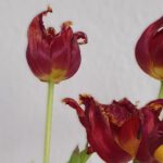 Sterben, Lebensverlängerung, assistierter suizid