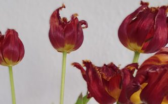 Sterben, Lebensverlängerung, assistierter suizid