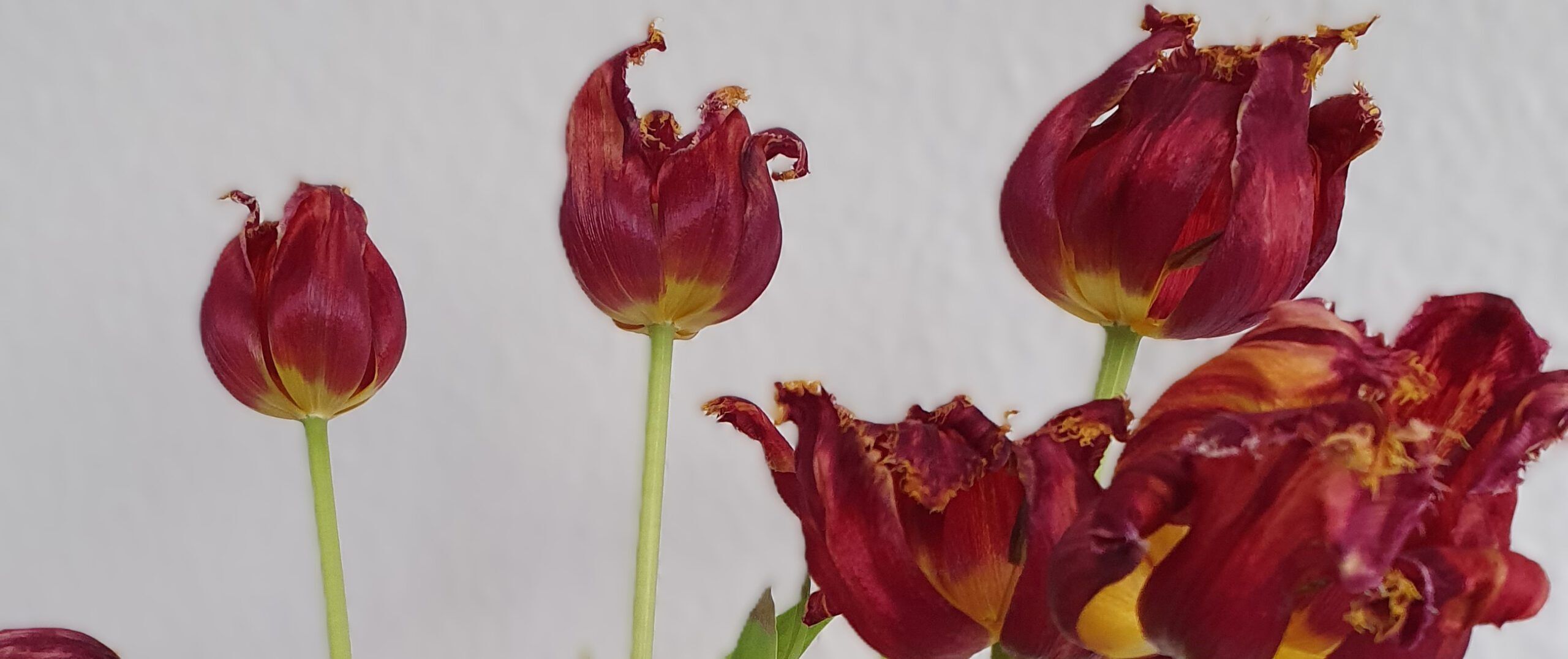 Sterben, Lebensverlängerung, assistierter suizid