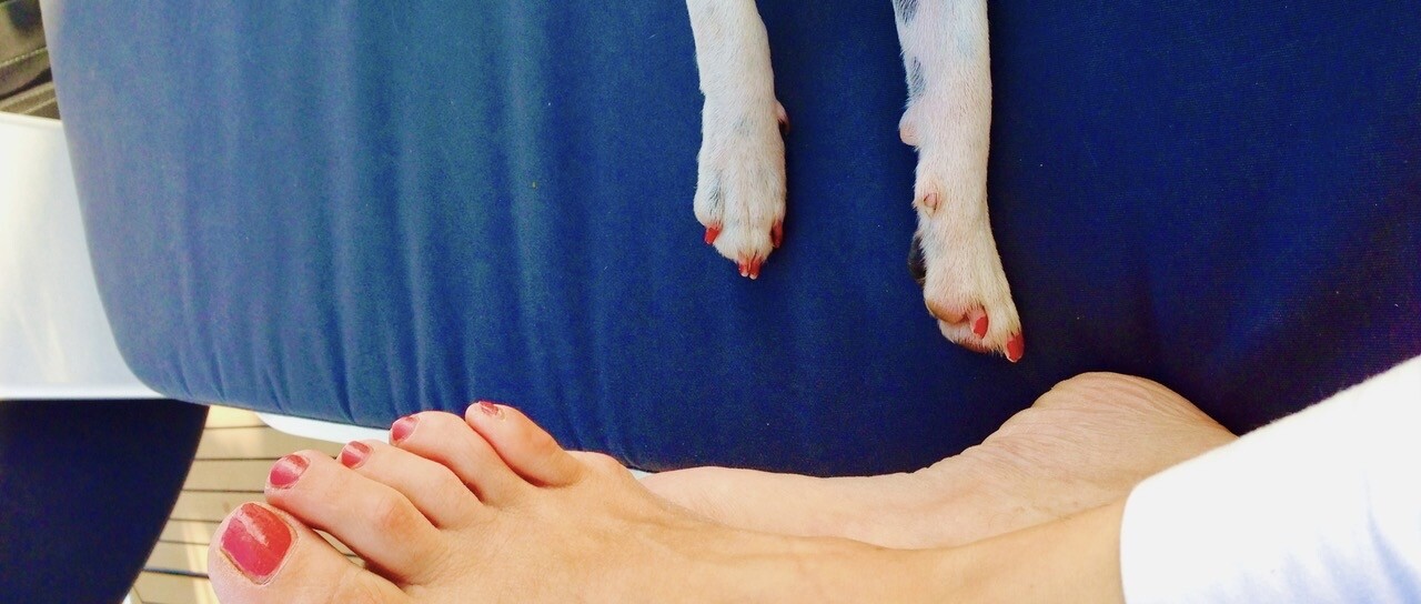 Tiere vermenschlichen