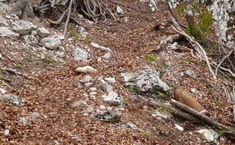 Streumunition Blindgänger