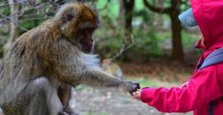 teilen zwischen Kind und affe