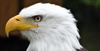 American Eagle Sydney Sweeney