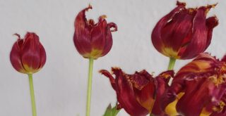 Sterben, Lebensverlängerung, assistierter suizid