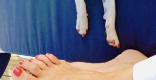 Tiere vermenschlichen