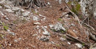 Streumunition Blindgänger