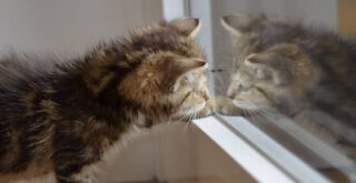 Katze sieht sich gespiegelt